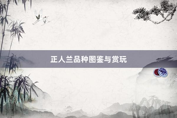 正人兰品种图鉴与赏玩